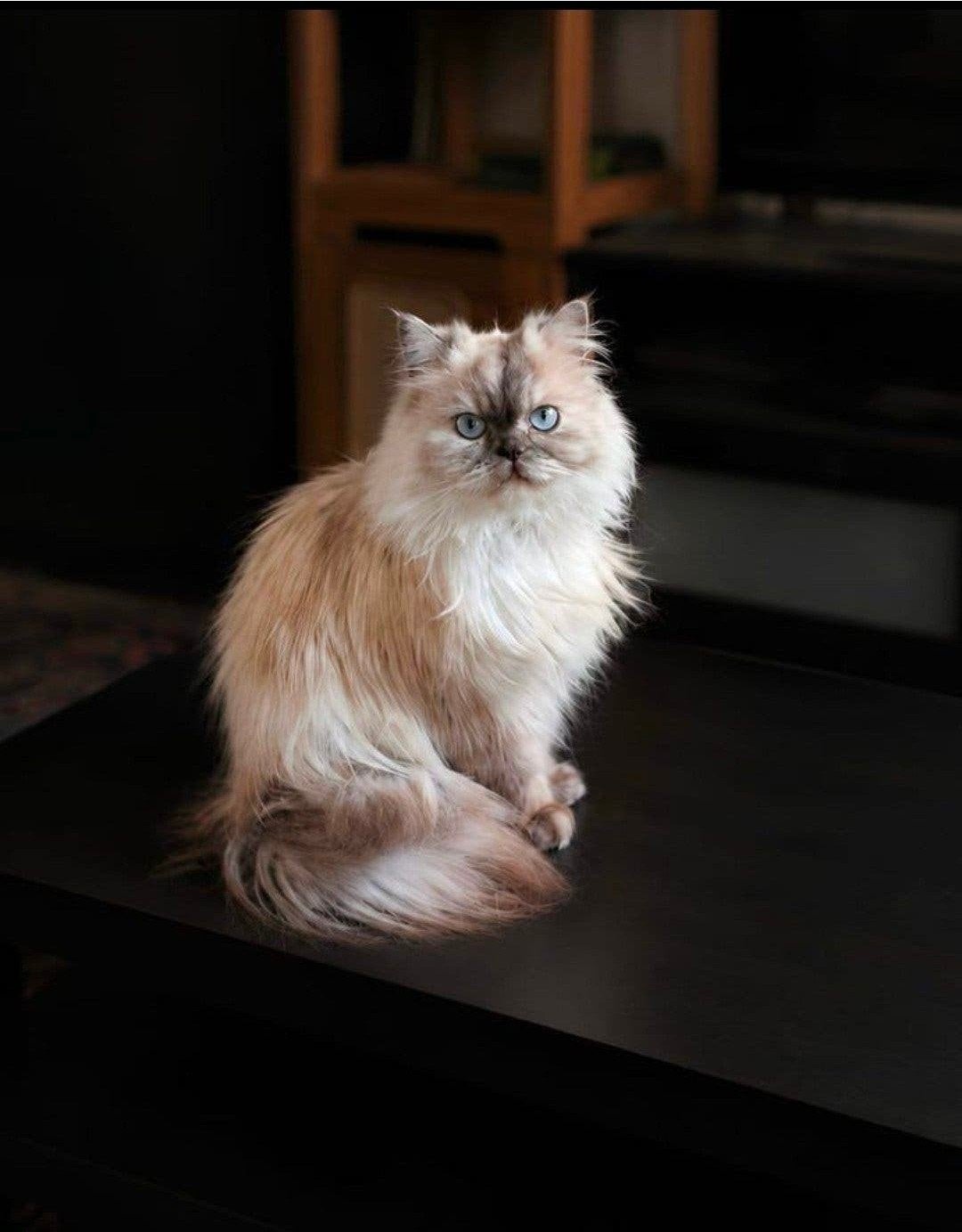 Perzische en Himalaya kat, Poes, 0 tot 2 jaar