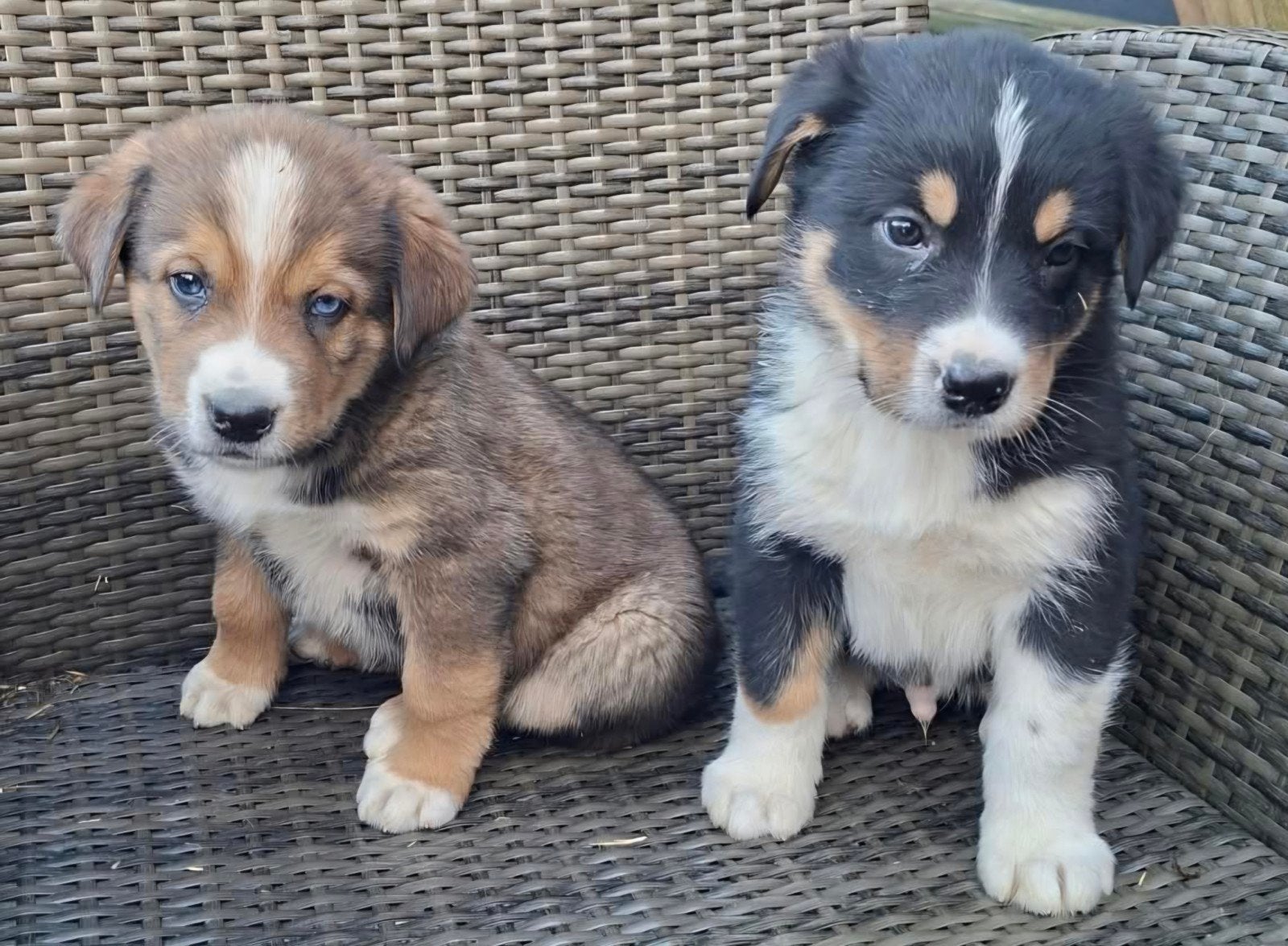 Te koop prachtige kruising Berner Sennen pups., Dieren en Toebehoren, Nederland, 8 tot 15 weken, CDV (hondenziekte), Meerdere
