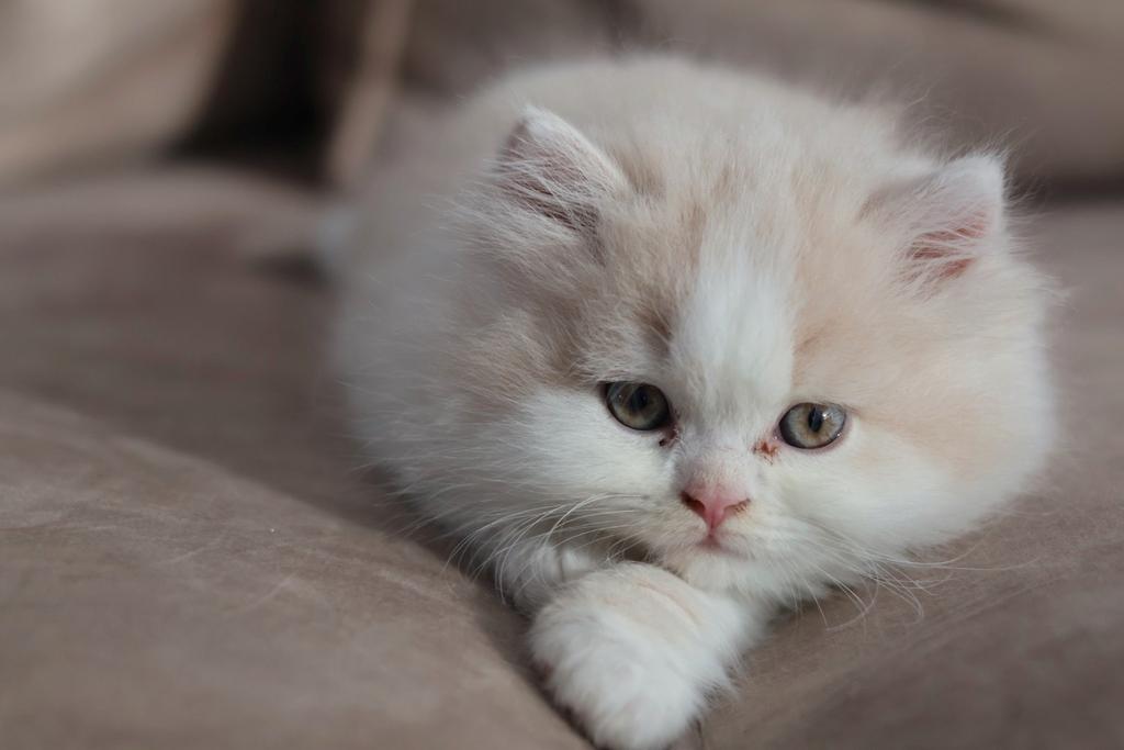 Beige White Britse Langhaar Kater – Fluffy & Prachtige kleur, Dieren en Toebehoren, Kater, Gechipt