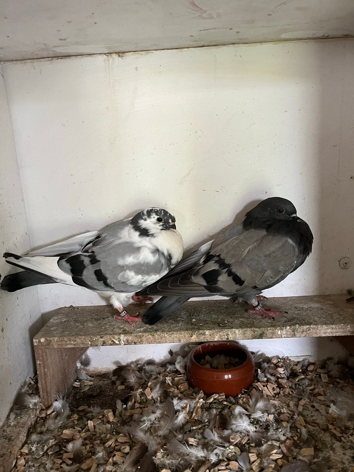 Canario kropper koppel piepper, Dieren en Toebehoren, Meerdere dieren, Kropper