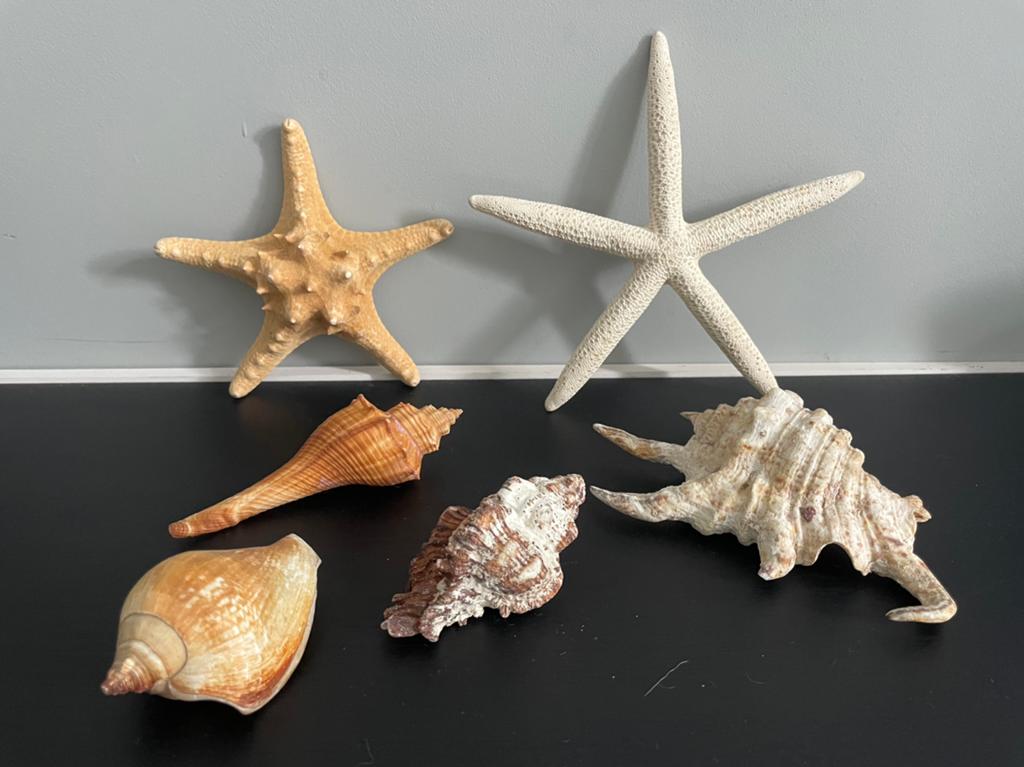 Schelpen en zeesterren, Ophalen of Verzenden, Gebruikt