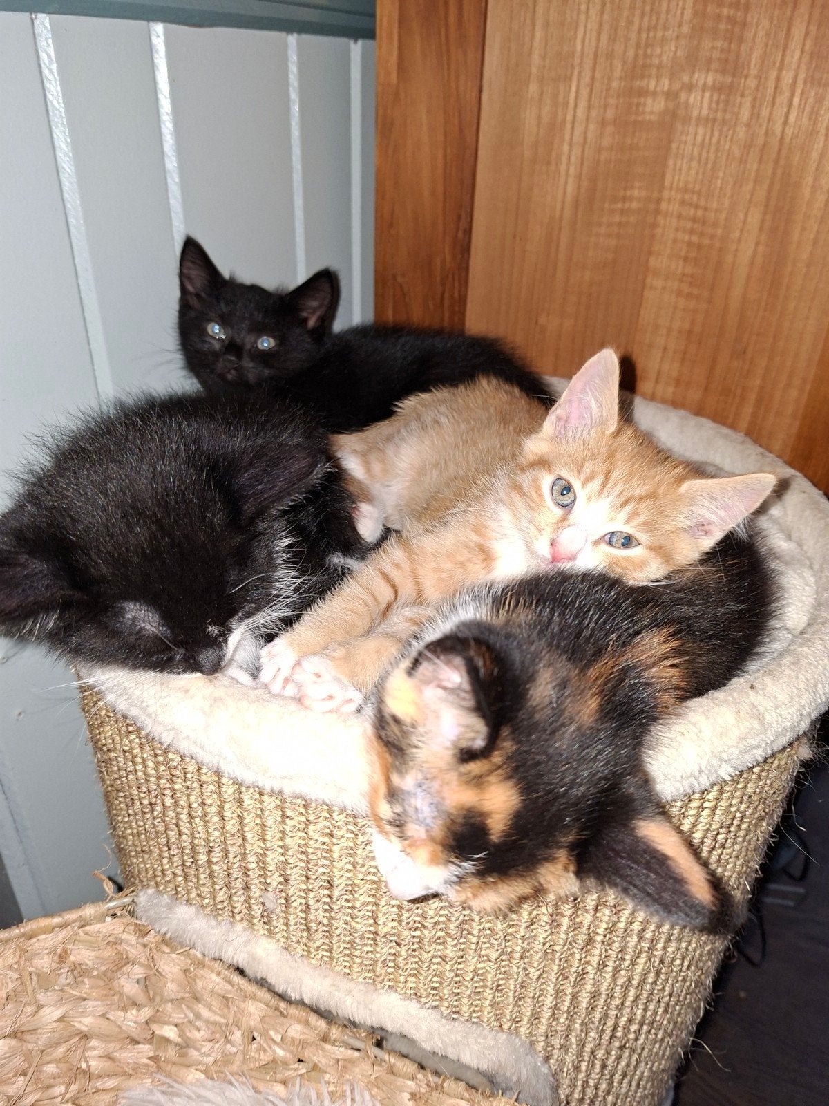 diverse kleuren kittens mogen direct mee, Dieren en Toebehoren, Meerdere dieren, Kortharig, 0 tot 2 jaar