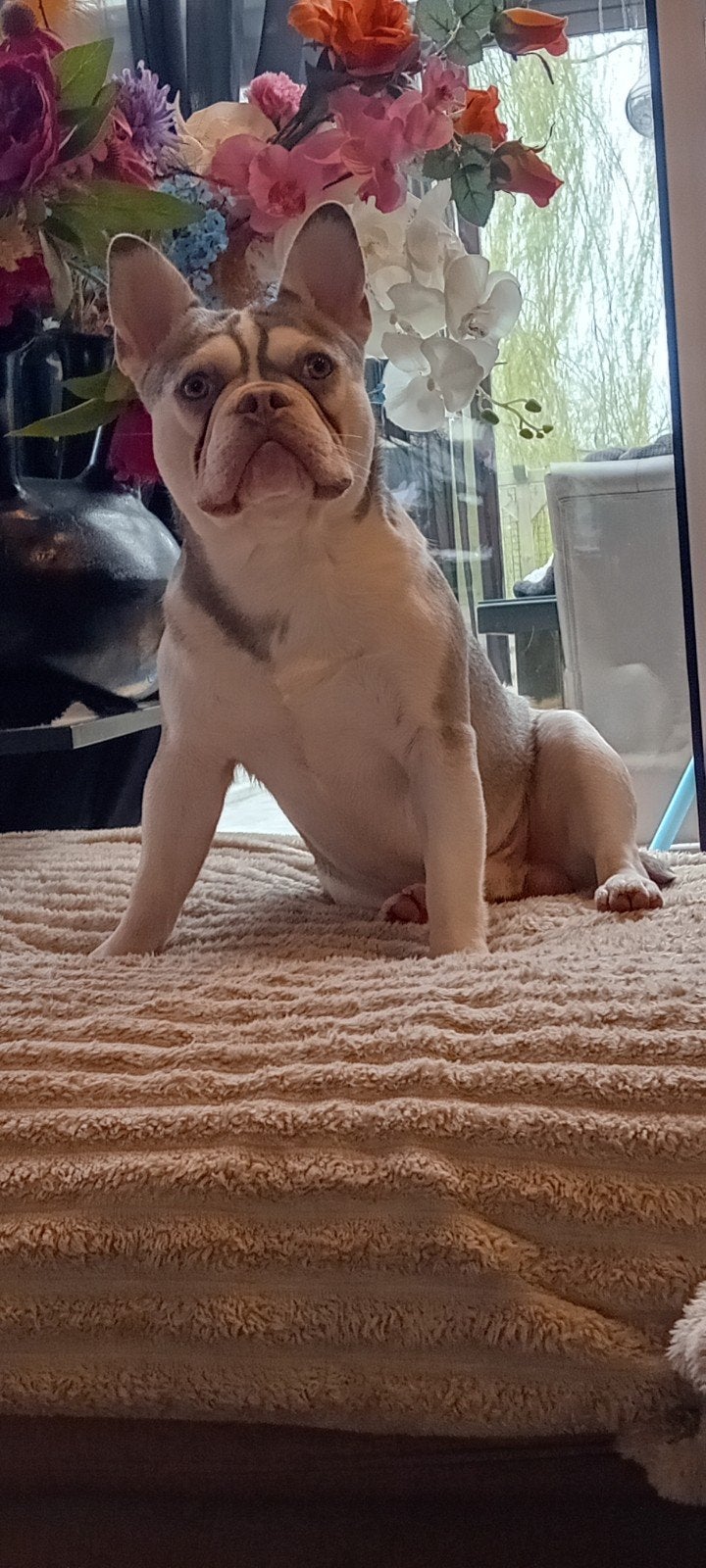 franse bulldog reu, Parvo, Reu, 1 tot 2 jaar, Bulldog