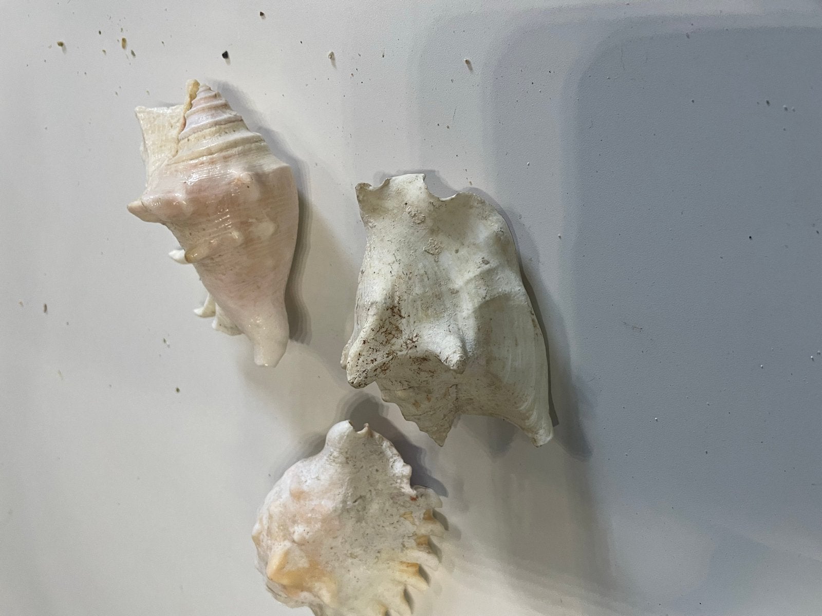 Set van 3 decoratieve schelpen, Ophalen of Verzenden, Schelp(en)