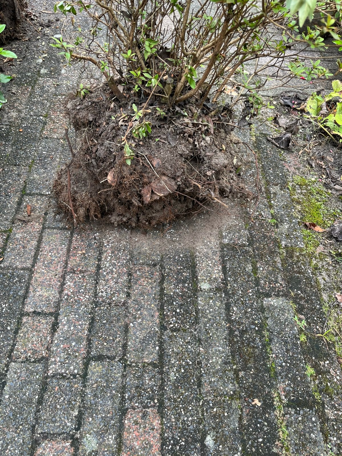 Grote Rhododendron Azalea - Klaar om te planten, Vaste plant, Halfschaduw, Lente, Ophalen