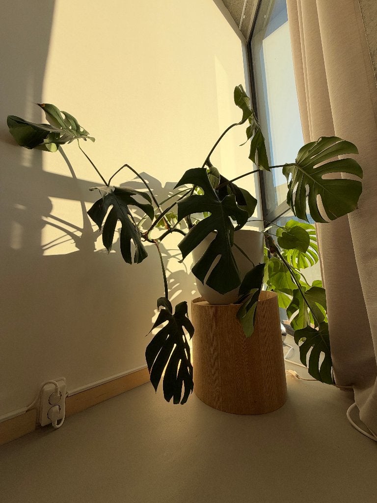 Monstera plant met bloempot, Huis en Inrichting, Ophalen, Overige soorten, Halfschaduw, In pot
