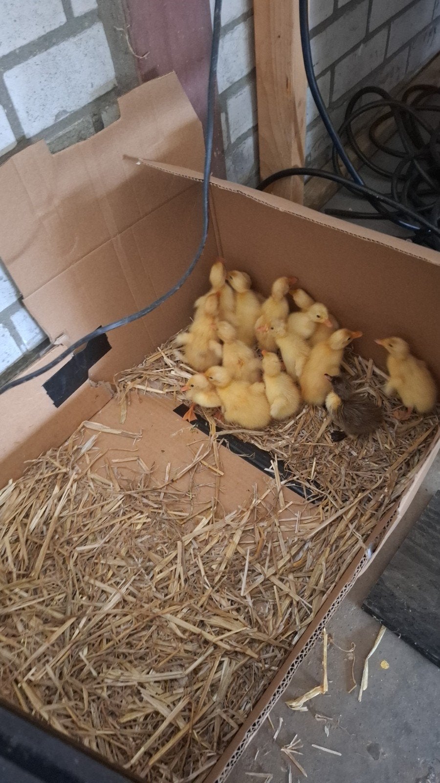 Jonge witte loopeenden tekoop, Dieren en Toebehoren, Pluimvee, Geslacht onbekend, Eend