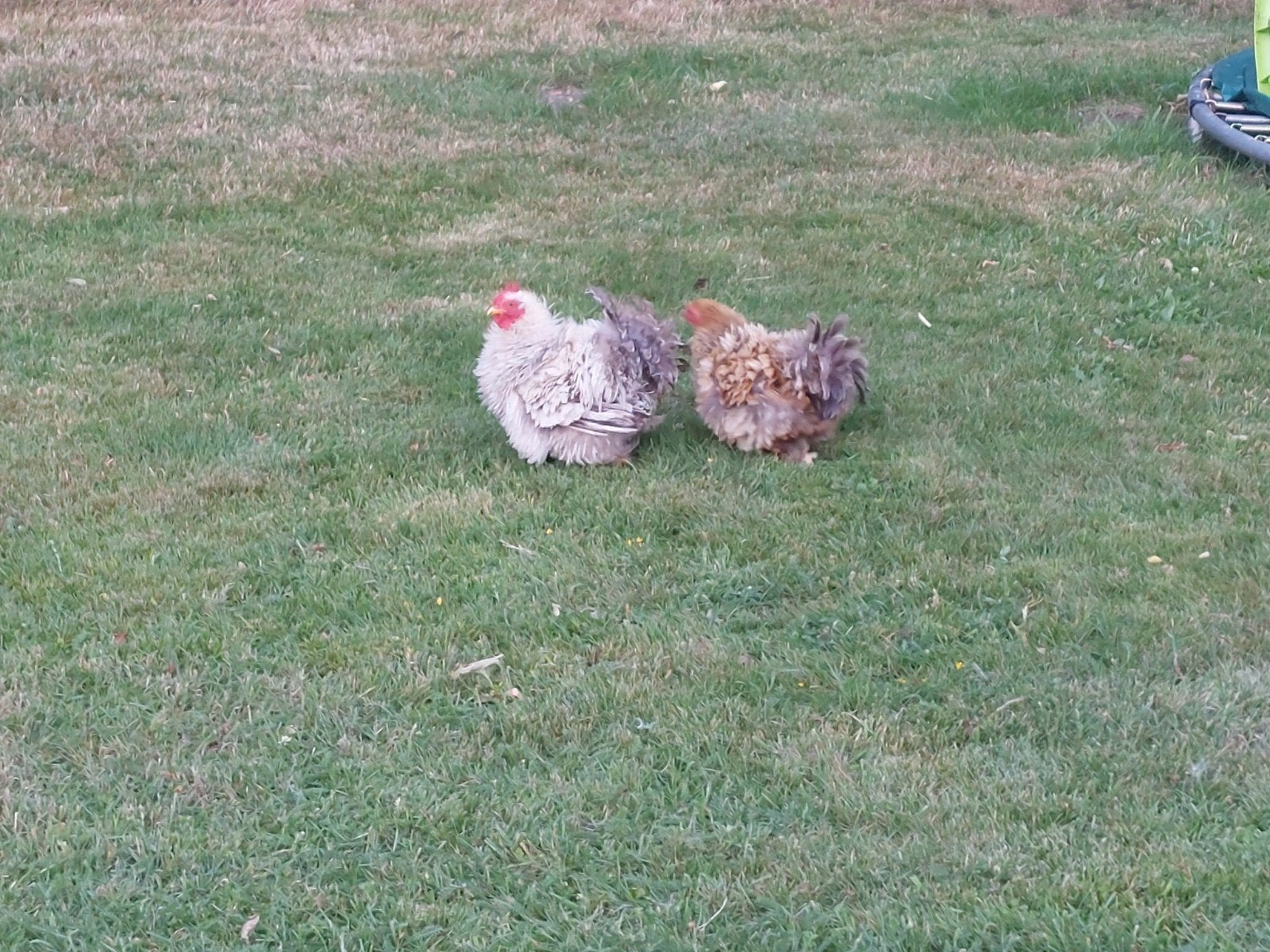 Cochin kriel krul kipjes. 1 Haan en 1 hen., Dieren en Toebehoren, Pluimvee, Meerdere dieren, Kip
