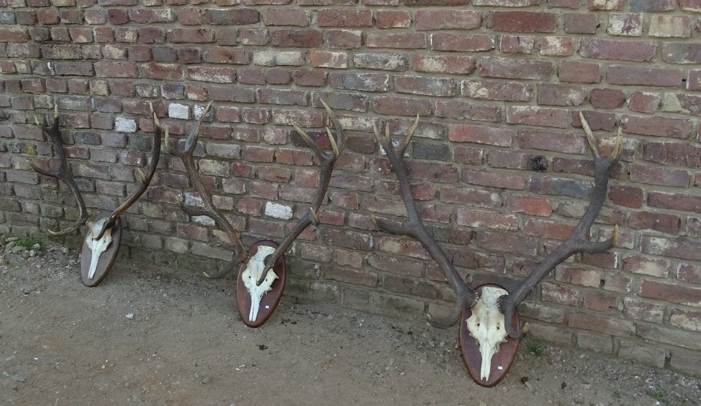 3 maal gewei van edelhert met schedel, Ophalen
