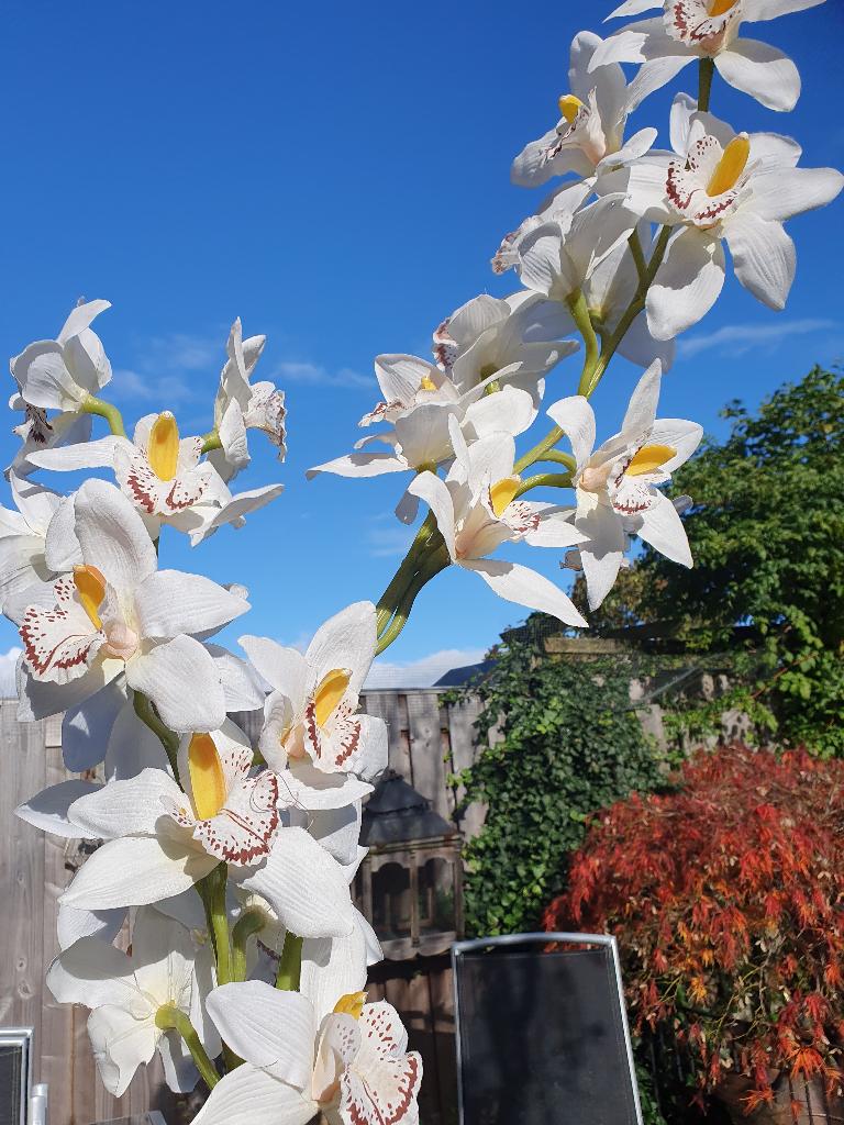 Kunststof orchidee, Ophalen, 90 cm, Kunstbloem, Kunststof