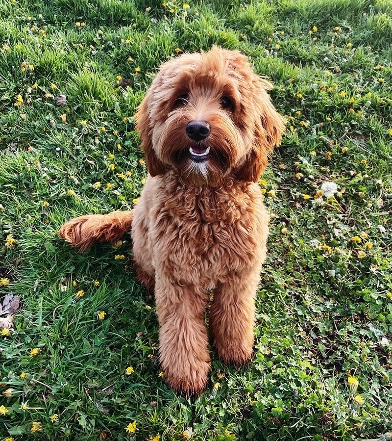 (mini) Labradoodle of Maltipoo gezocht, 1 tot 2 jaar, Geslacht onbekend, Eén hond, Klein