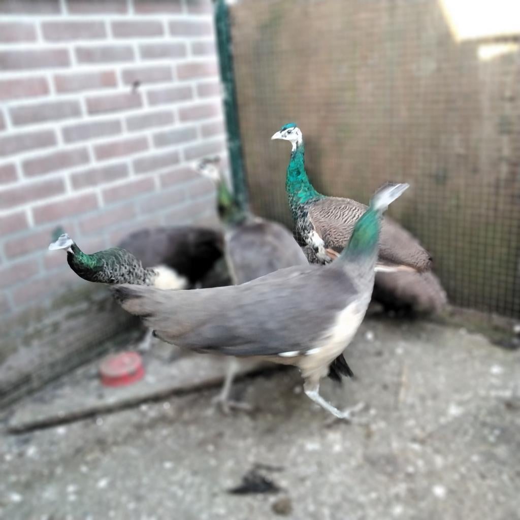 Jonge blauwe pauwhaan en drie x pauwhen, Mannelijk
