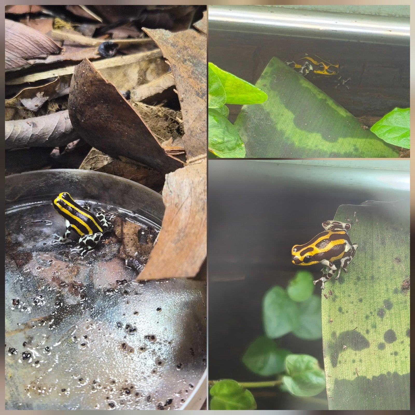 1.2 Ranitomeya Lamasi Panguana evt met terrarium, Amfibie, Met terrarium