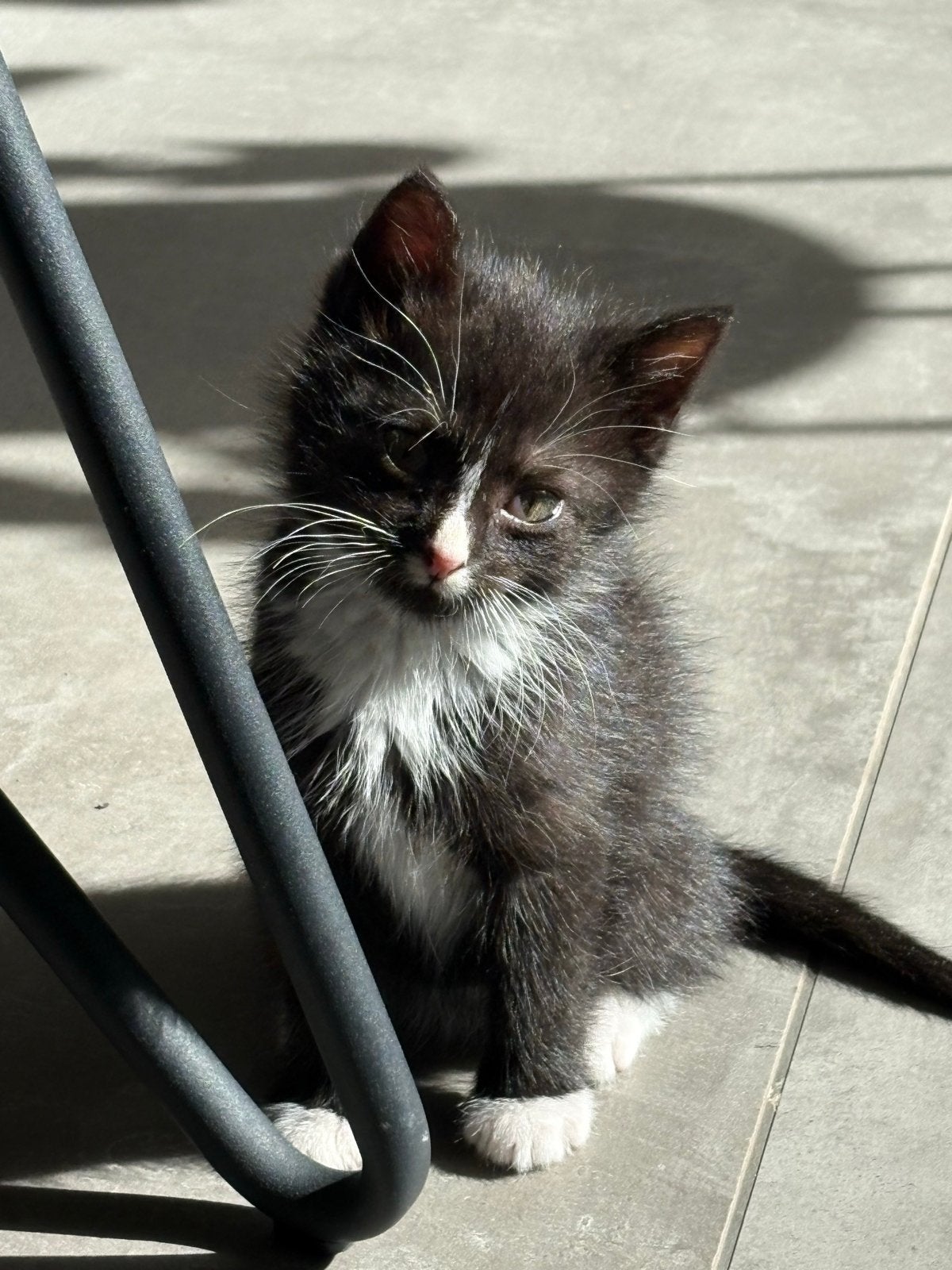 Boerderij kitten (kater)  9 weken € 150, Kater, Kortharig, 0 tot 2 jaar