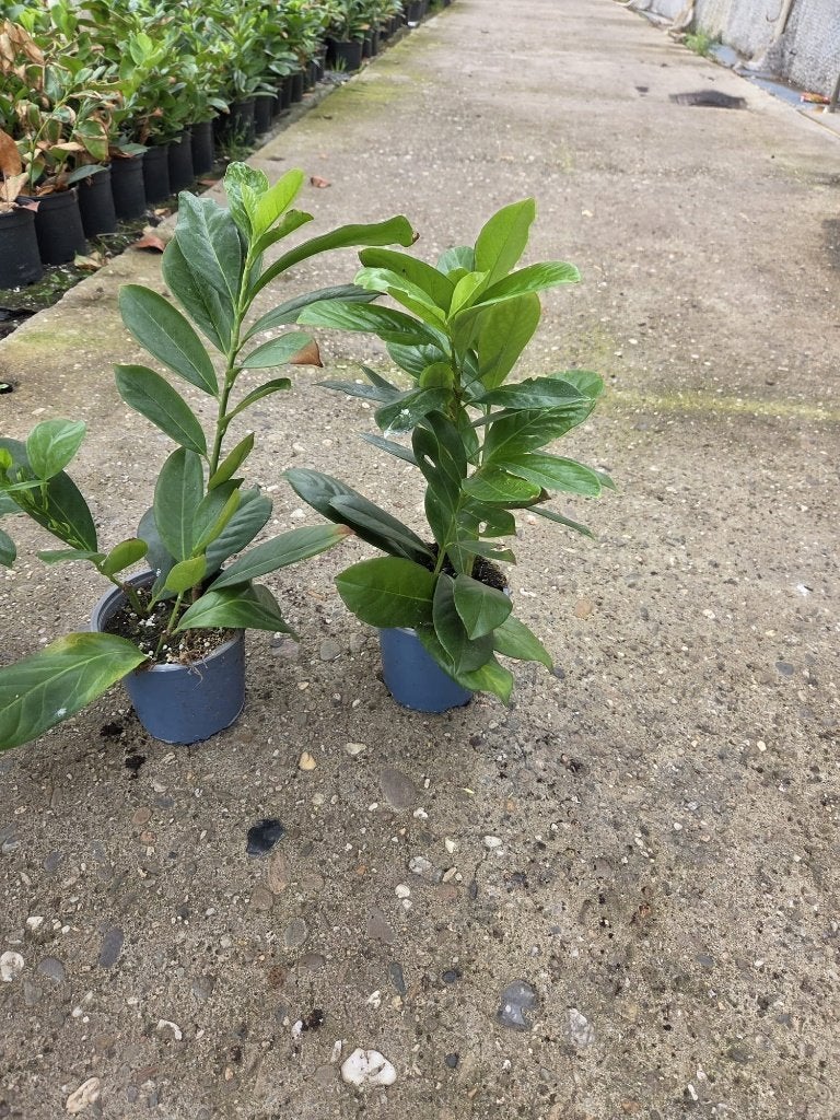 prunus laurier Novita 20-30 cm haagplanten, Tuin en Terras, Ophalen of Verzenden, Laurier, Haag, Minder dan 100 cm