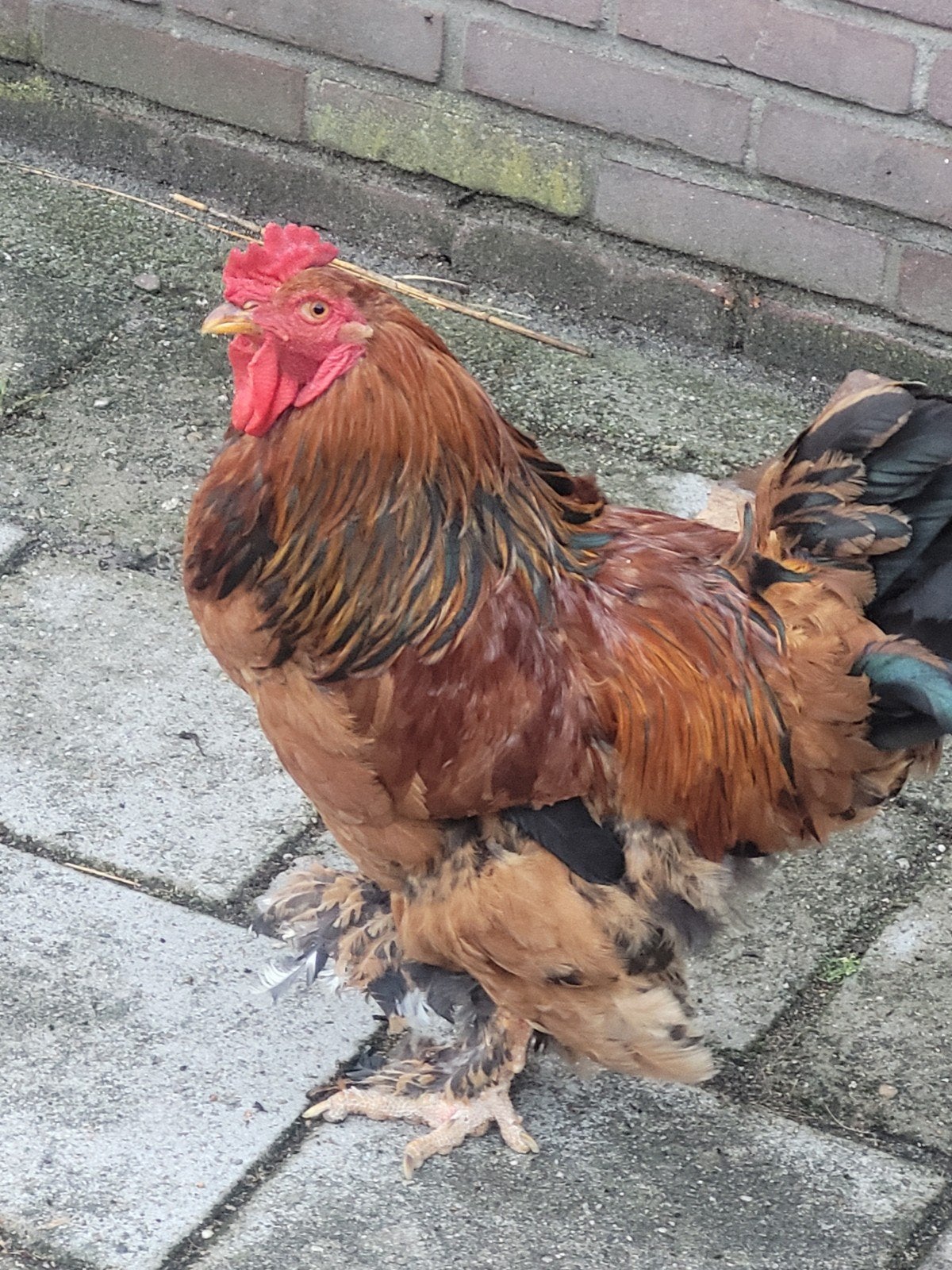Mooie hanen voor een nieuw huisje, Dieren en Toebehoren, Pluimvee, Mannelijk, Kip