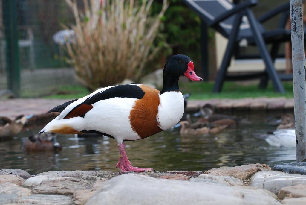 Bergeend man van 2022 vliegend, Dieren en Toebehoren, Pluimvee, Mannelijk, Eend