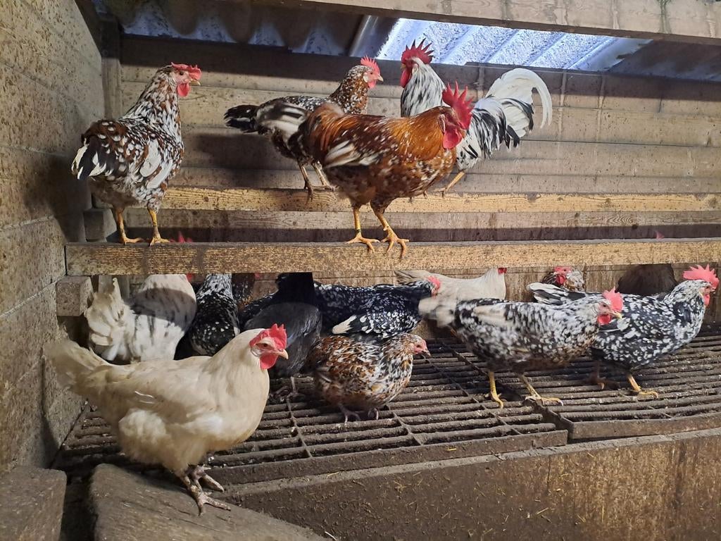 Broedeieren leghorn kleuren mix, Dieren en Toebehoren, Pluimvee, Geslacht onbekend, Kip