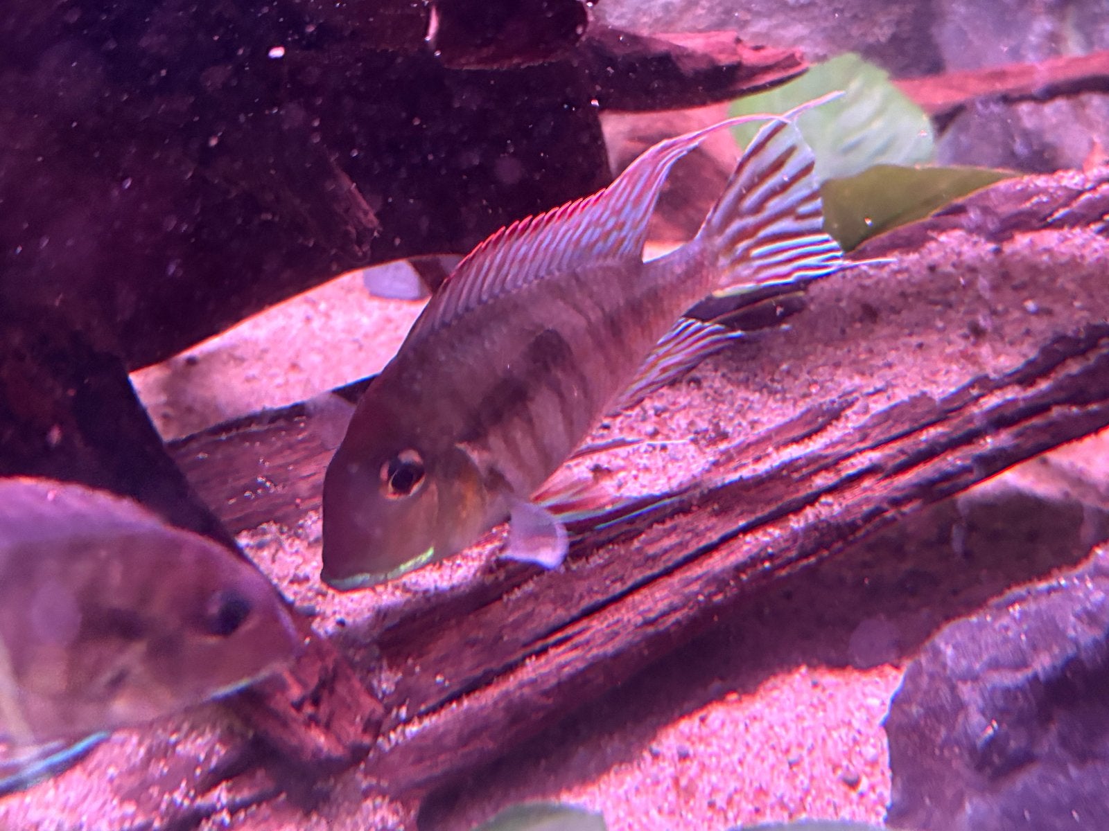 8x geophagus tapajos red head, Vis