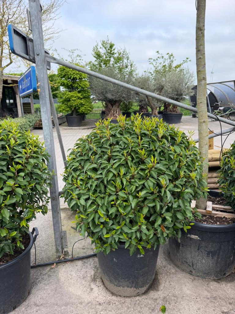 Prunus angustofolia bollen in verschillende maten, Ophalen, Laurier, Struik, Minder dan 100 cm