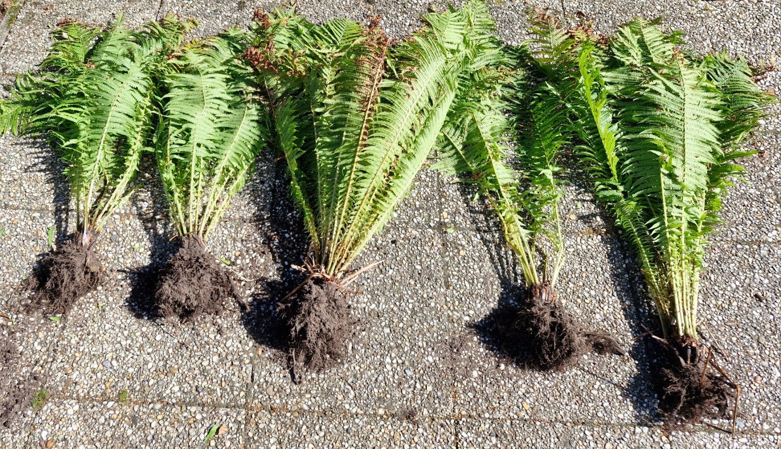 Verse Varen Tuinplanten, Ophalen, Vaste plant, Varens, Bloeit niet