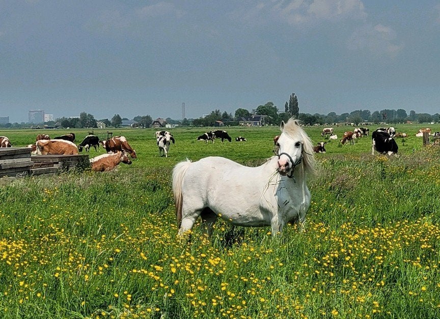 ** GEZOCHT!!! breed Paard Gezocht!!**, Merrie, B, Gechipt, 7 tot 10 jaar