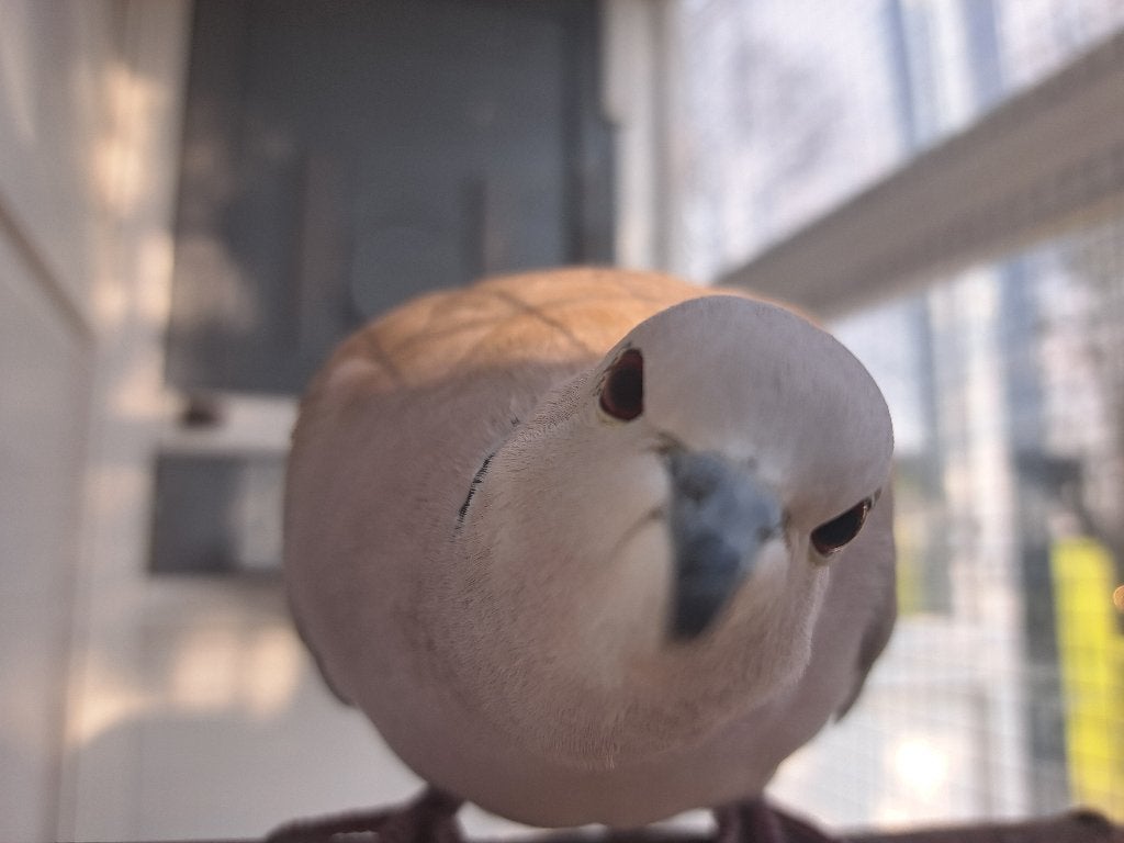 Lieve tamme wilde turkse tortelduif, Dieren en Toebehoren, Vogels | Duiven, Tortelduif, Mannelijk