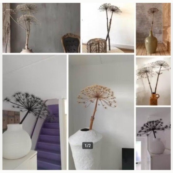 Decoratieve gedroogde berenklauwen - Natuurlijke kleur, Ophalen, Beige, Nieuw, Landelijk