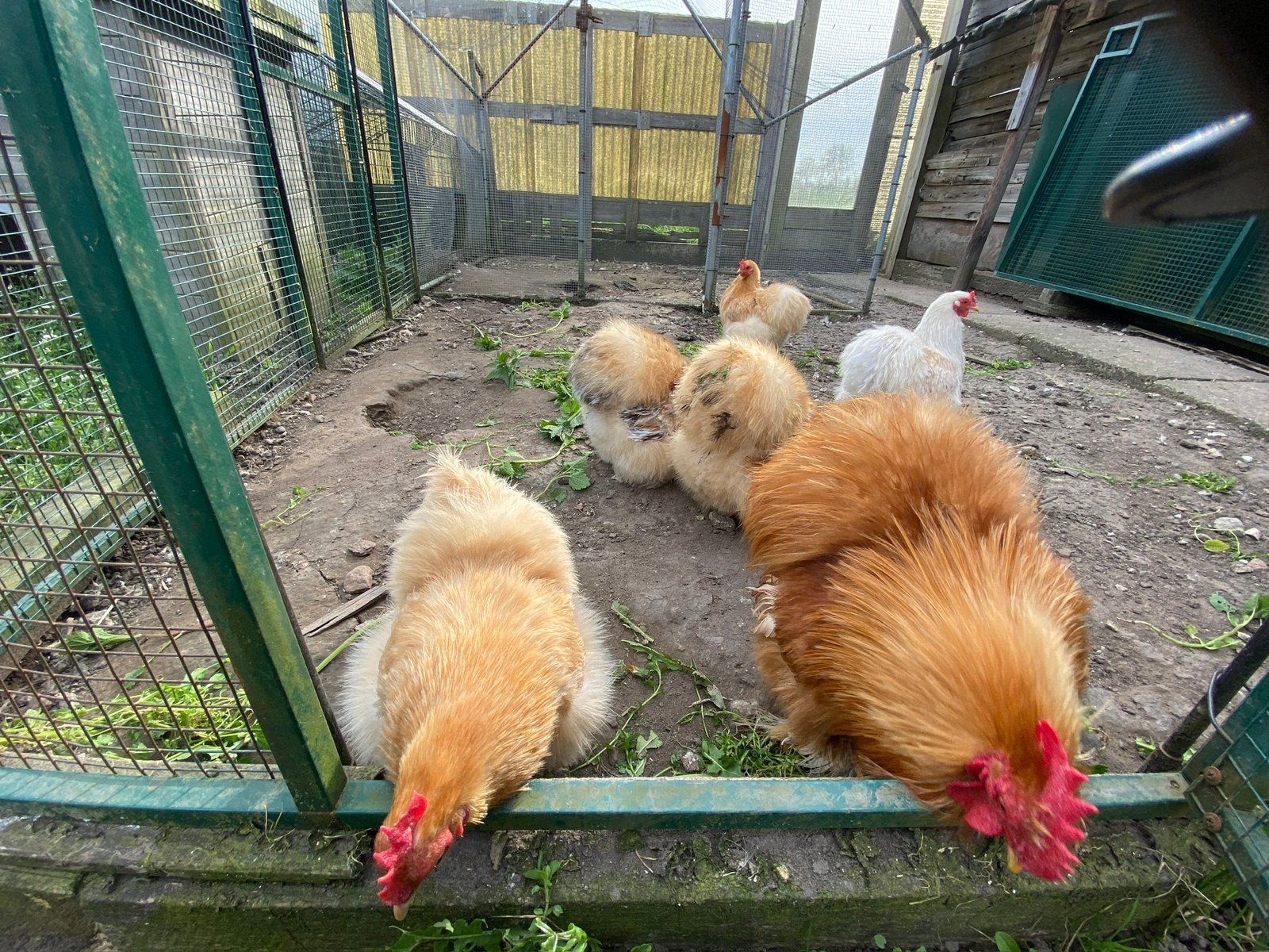 Broedeieren Cochinkriel Zijdeveer leuke knuffelzachte kippen, Dieren en Toebehoren, Geslacht onbekend, Kip