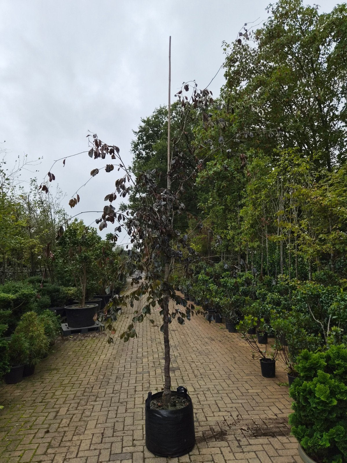 Rode Beuk (Fagus sylvatica 'Purpurea') - Prachtige boom, Tuin en Terras, Overige soorten, Lente, 250 tot 400 cm, Ophalen