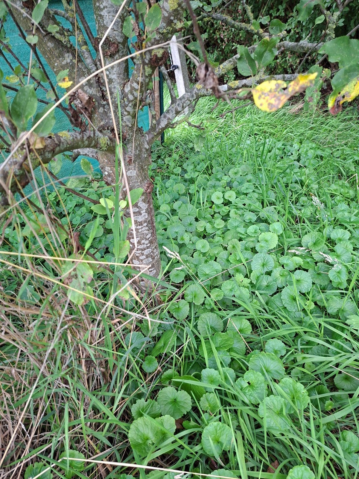 appel, peer en pruimenboom halfstam., Ophalen, Lente