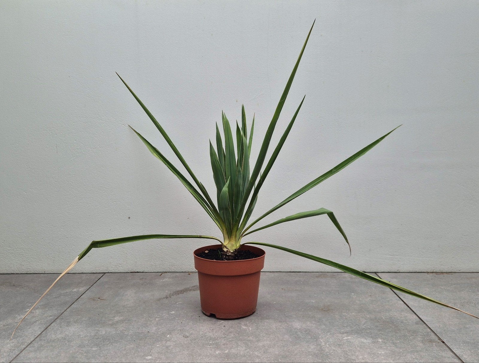 Yucca / palmlelie, Tuin en Terras, Volle zon, Vaste plant, Zomer, Ophalen