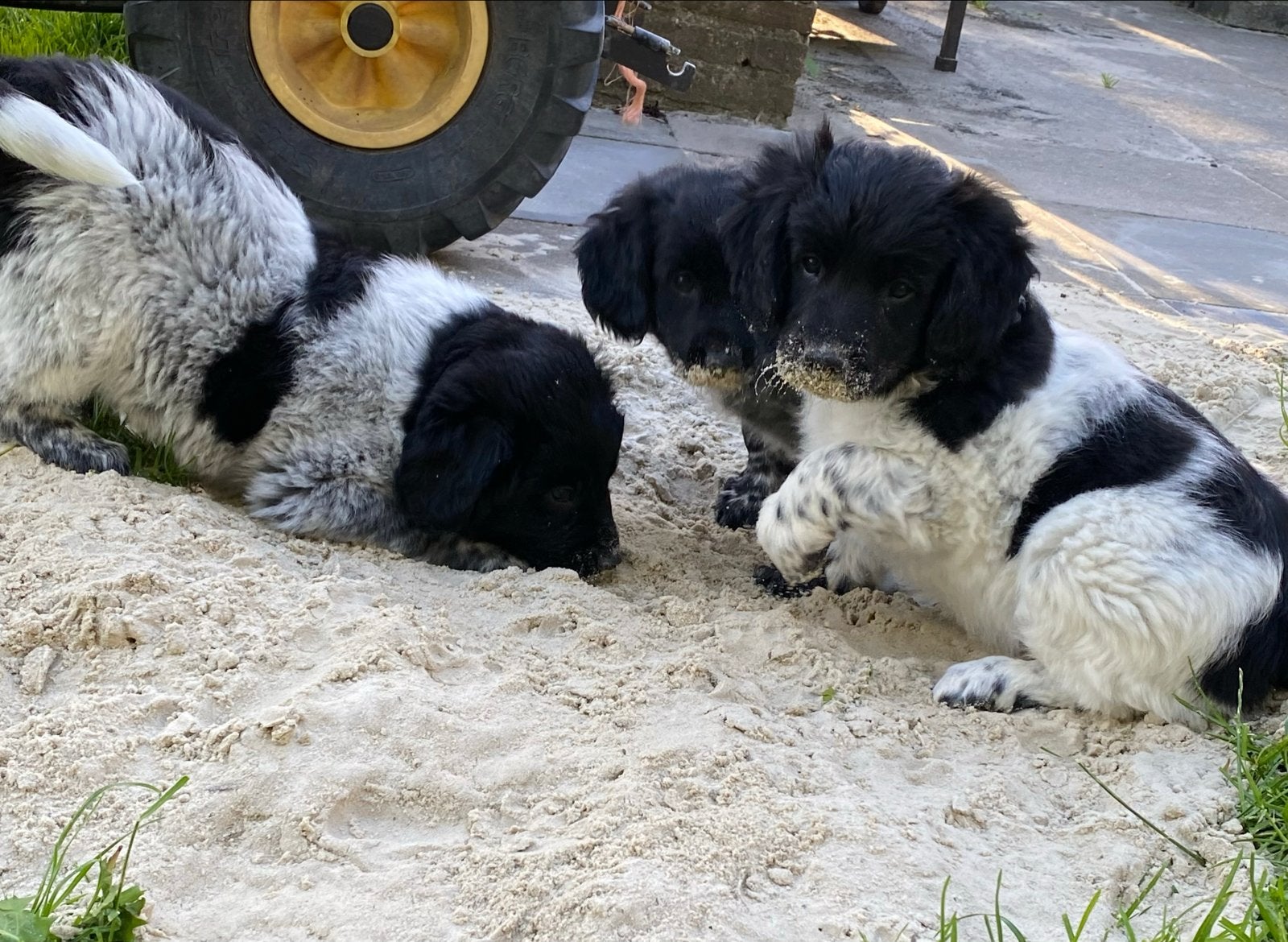 Lieve Friese Stabij Puppy’s, Dieren en Toebehoren, Overige rassen, 8 tot 15 weken, Parvo, Meerdere