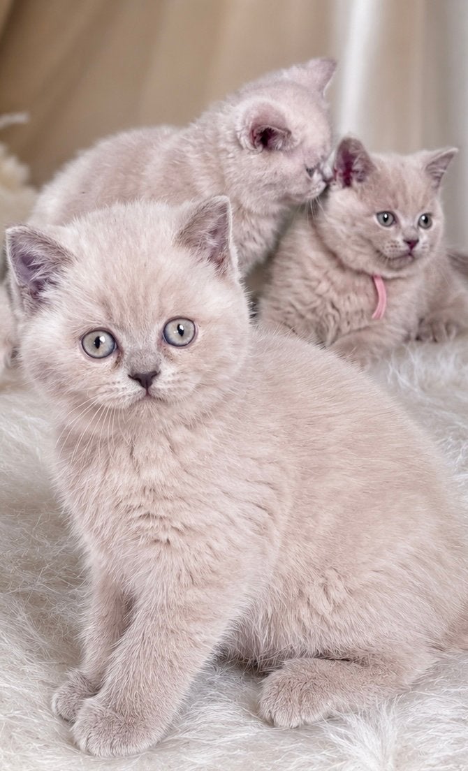 Prachtige Britse Korthaar kittens zoeken een liefdevol thuis, Meerdere dieren, Ontwormd, 0 tot 2 jaar