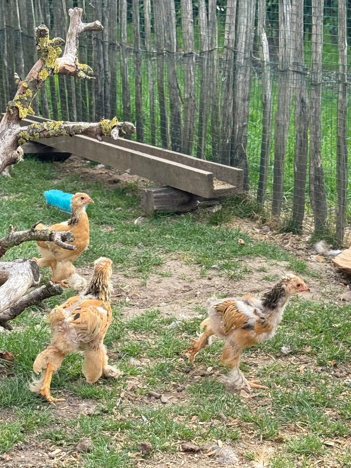 Brahama kuikens, Meerdere dieren, Kip