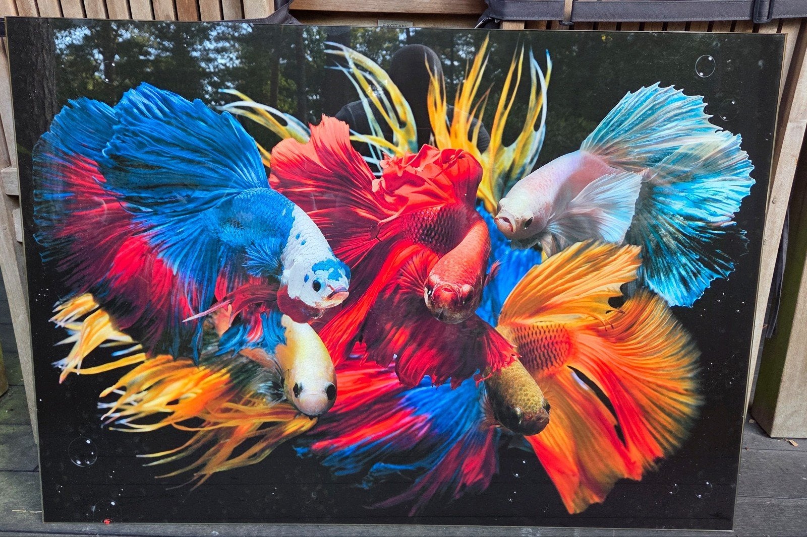 Glazen schilderij met kleurrijke vissen - 70x100 cm, Antiek en Kunst, Ophalen of Verzenden, Glas, Dieren