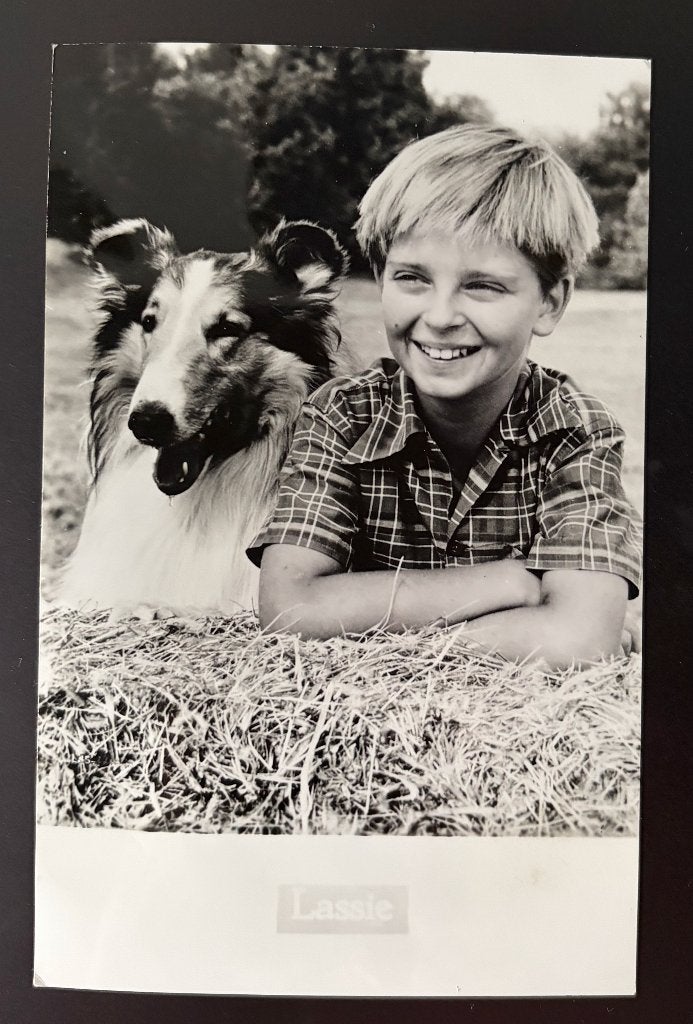 Ansichtkaart Lassie vintage; echte foto, Ophalen of Verzenden, 1960 tot 1980