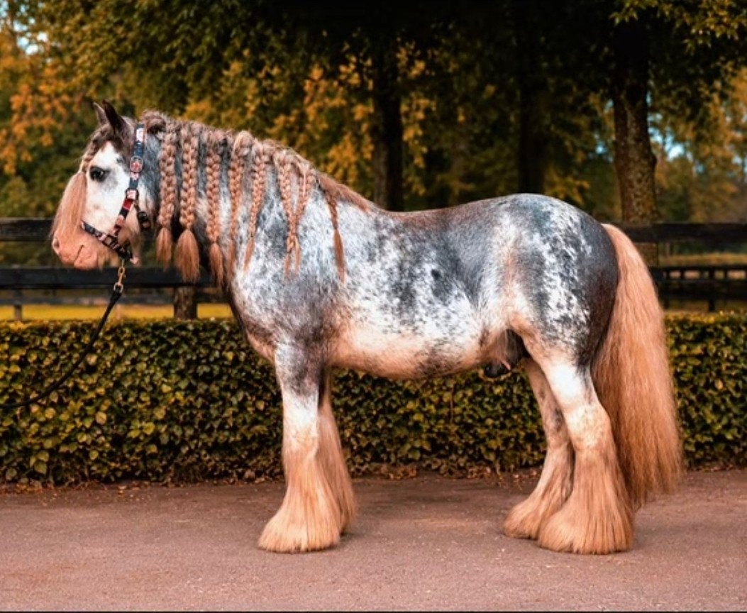 Super lieve Tinker ruin te koop, Dieren en Toebehoren, Paarden, Gechipt, Minder dan 160 cm, B, Ruin