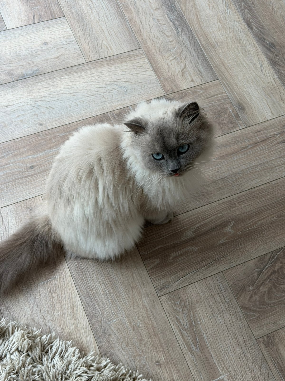 Ragdoll poes, Poes