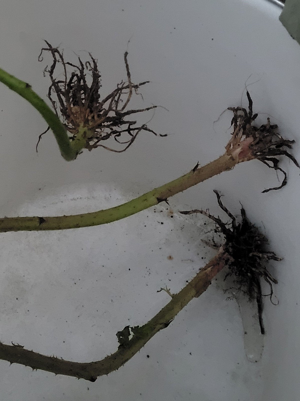 3 Braamstekjes met beginnende wortels, Ophalen of Verzenden, Vaste plant, Fruitplanten