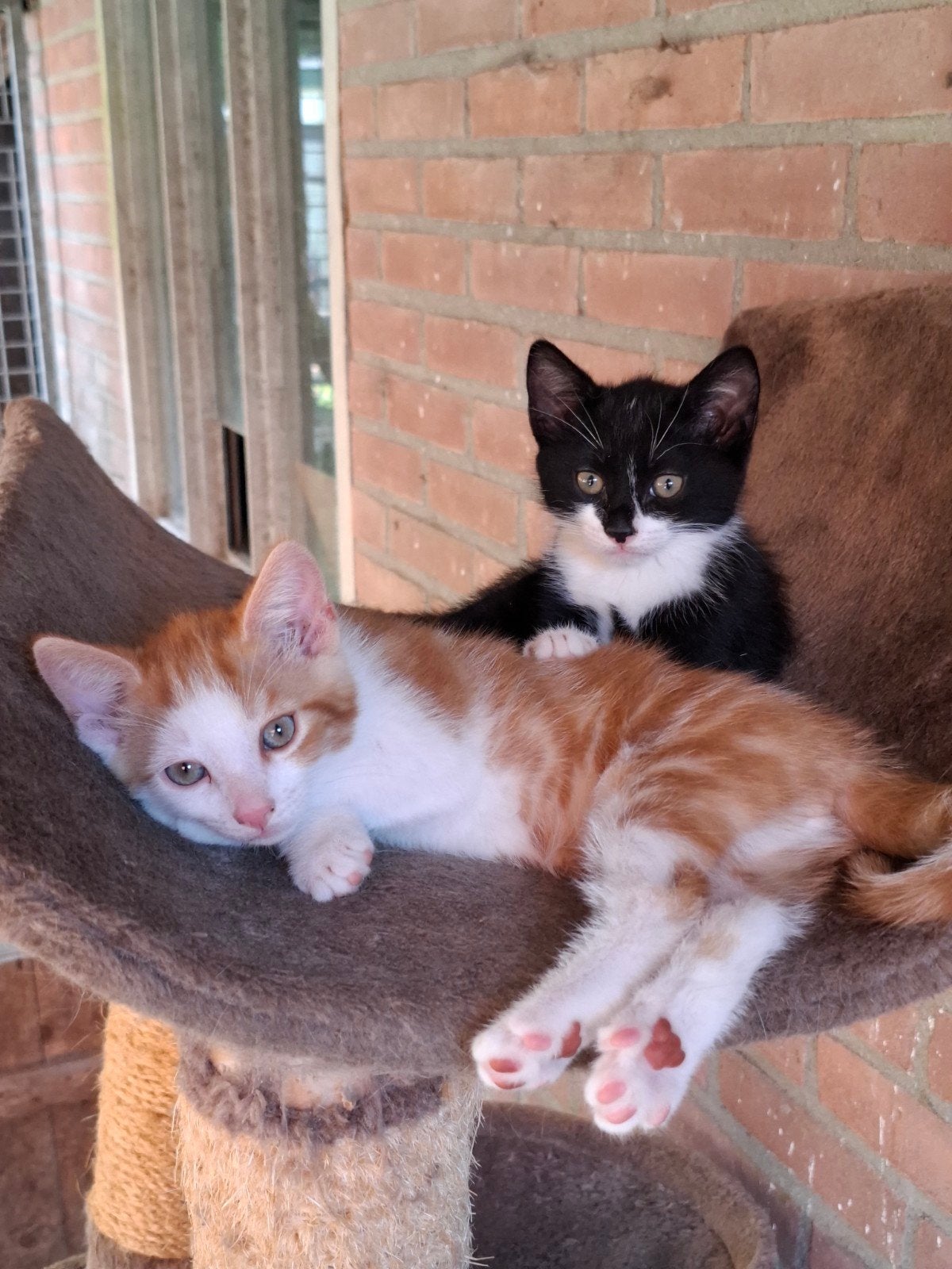 2 mooie katertjes, Dieren en Toebehoren, Katten en Kittens | Overige Katten, Kater, Kortharig, 0 tot 2 jaar