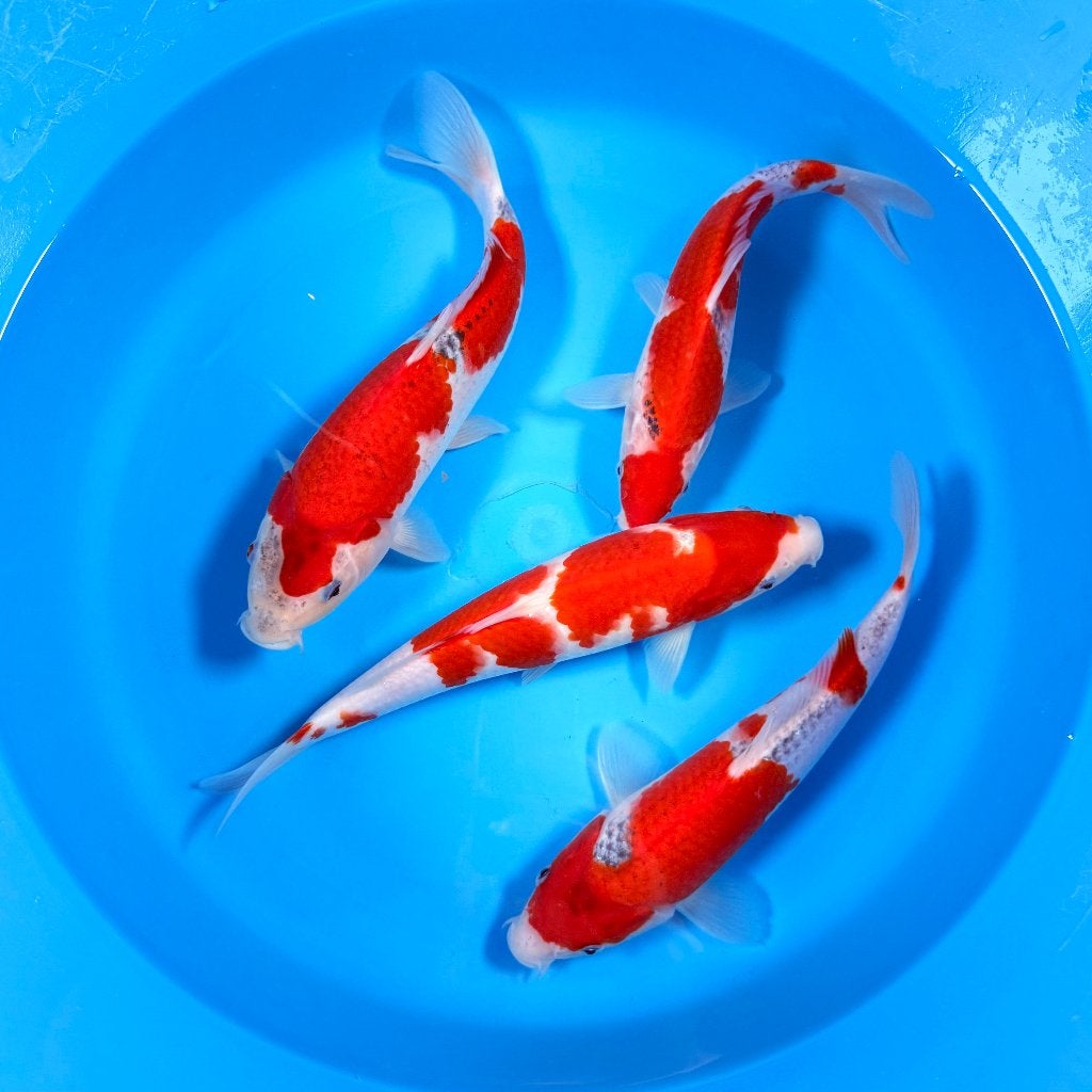 HQ Goshiki | Conias Tateshita Tosai | 25-30 cm, Karper of Koi