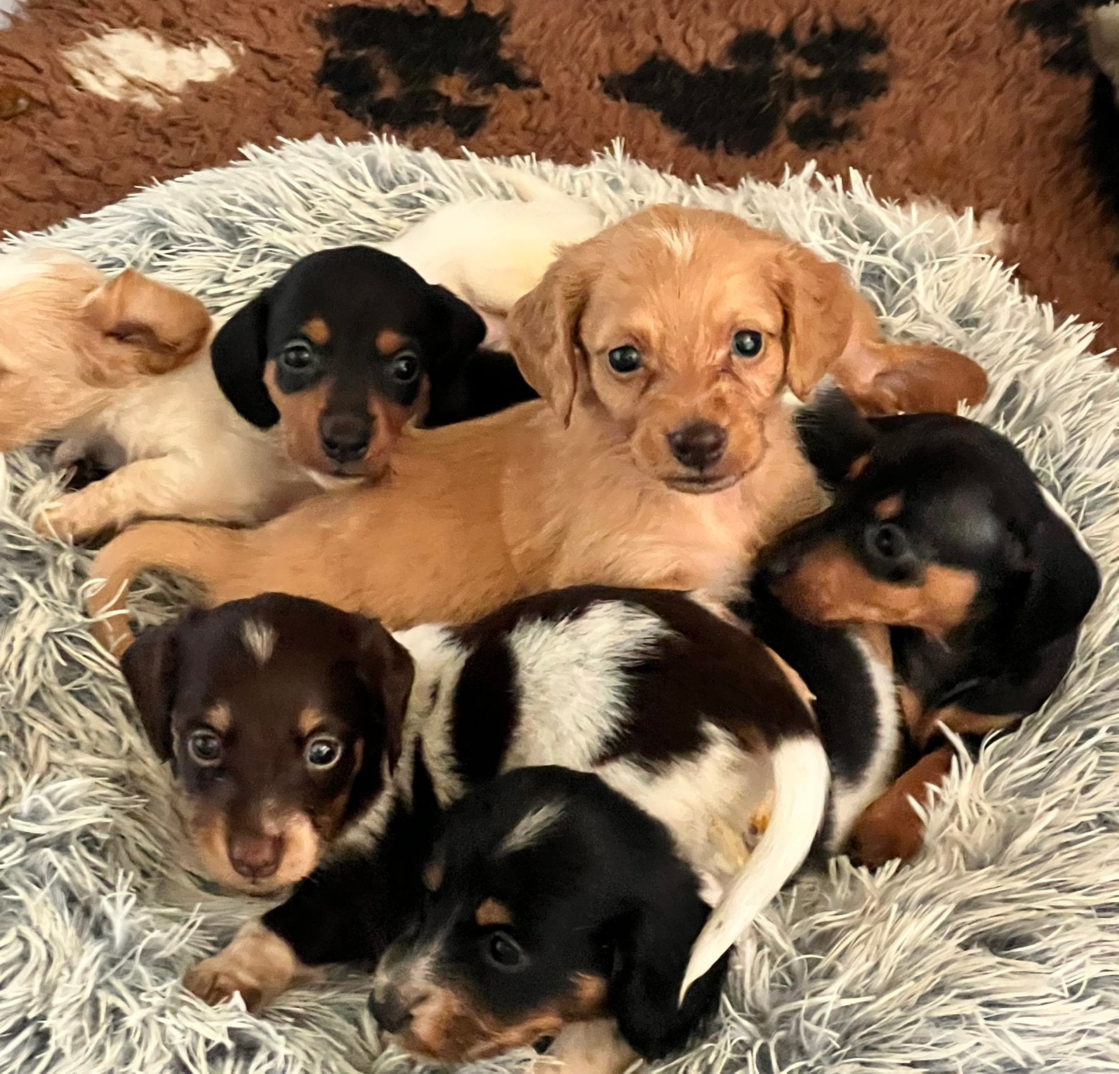 ️🔥Prachtige dwerg teckel pups cream/blond🔥, 8 tot 15 weken, Dwerg, Langhaar, Meerdere
