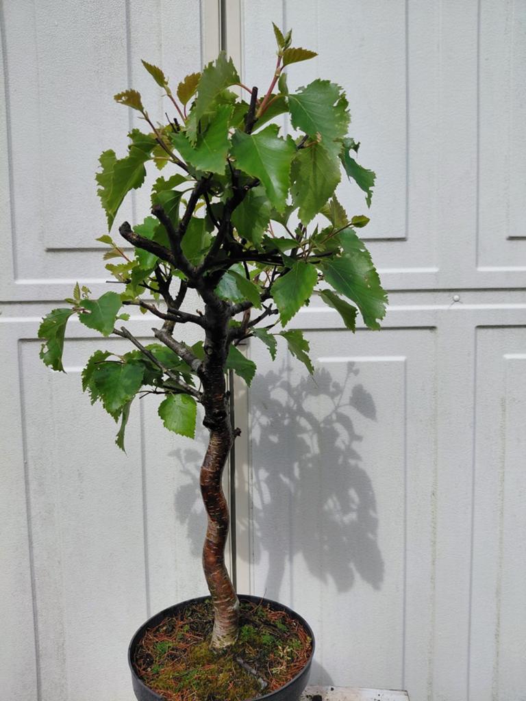 Bonsai starter betula papyrifera., Ophalen, Bloeit niet, Halfschaduw, Overige soorten