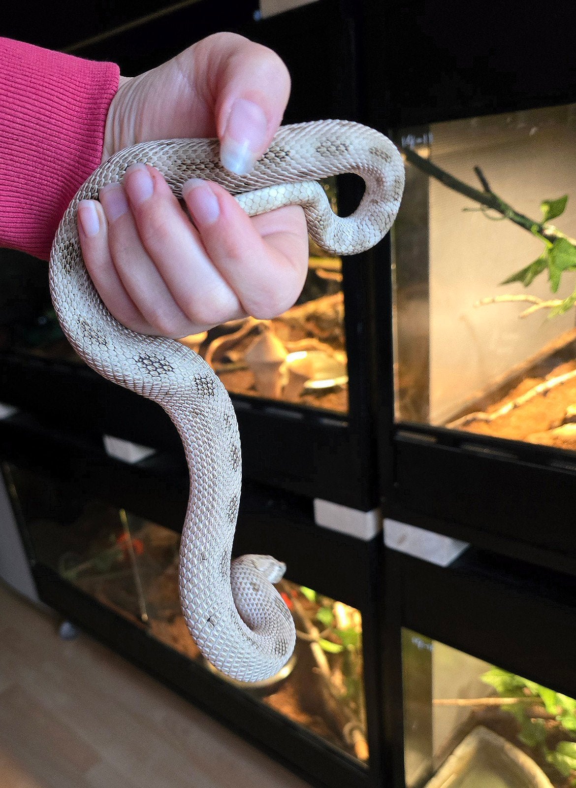 1.0 artic anaconda ruil of koop., Dieren en Toebehoren, Slang, 3 tot 6 jaar