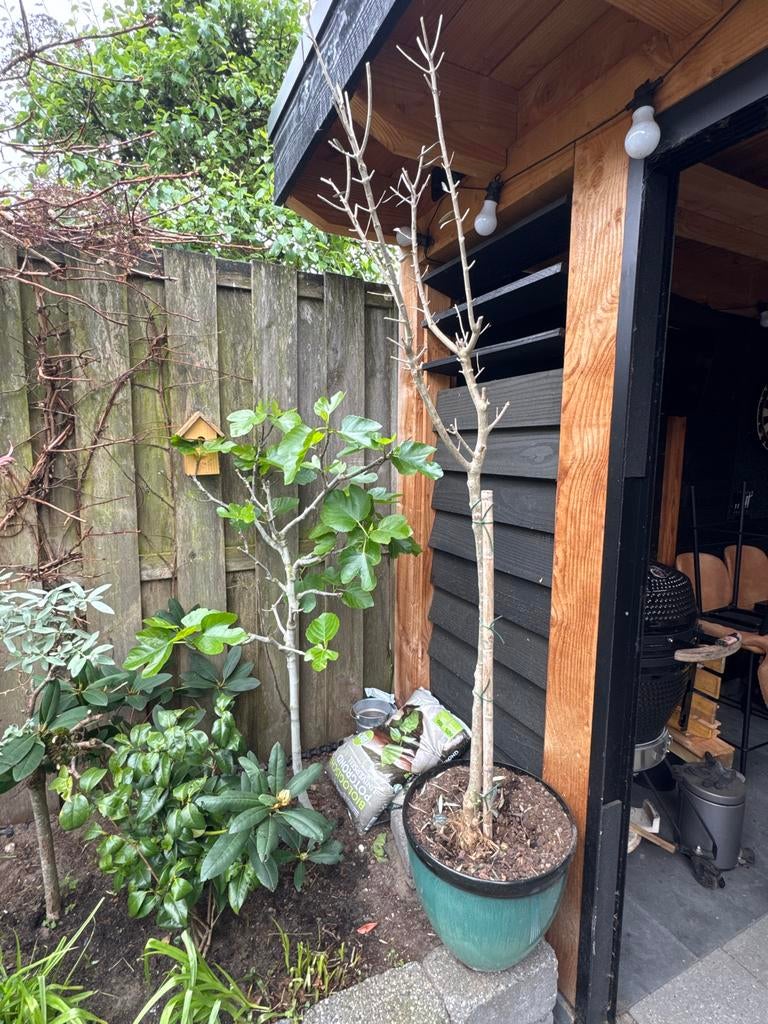 Olijfboom in pot - Net gesnoeid, Tuin en Terras, Planten | Tuinplanten, Vaste plant, Overige soorten, Volle zon, Bloeit niet, Ophalen of Verzenden