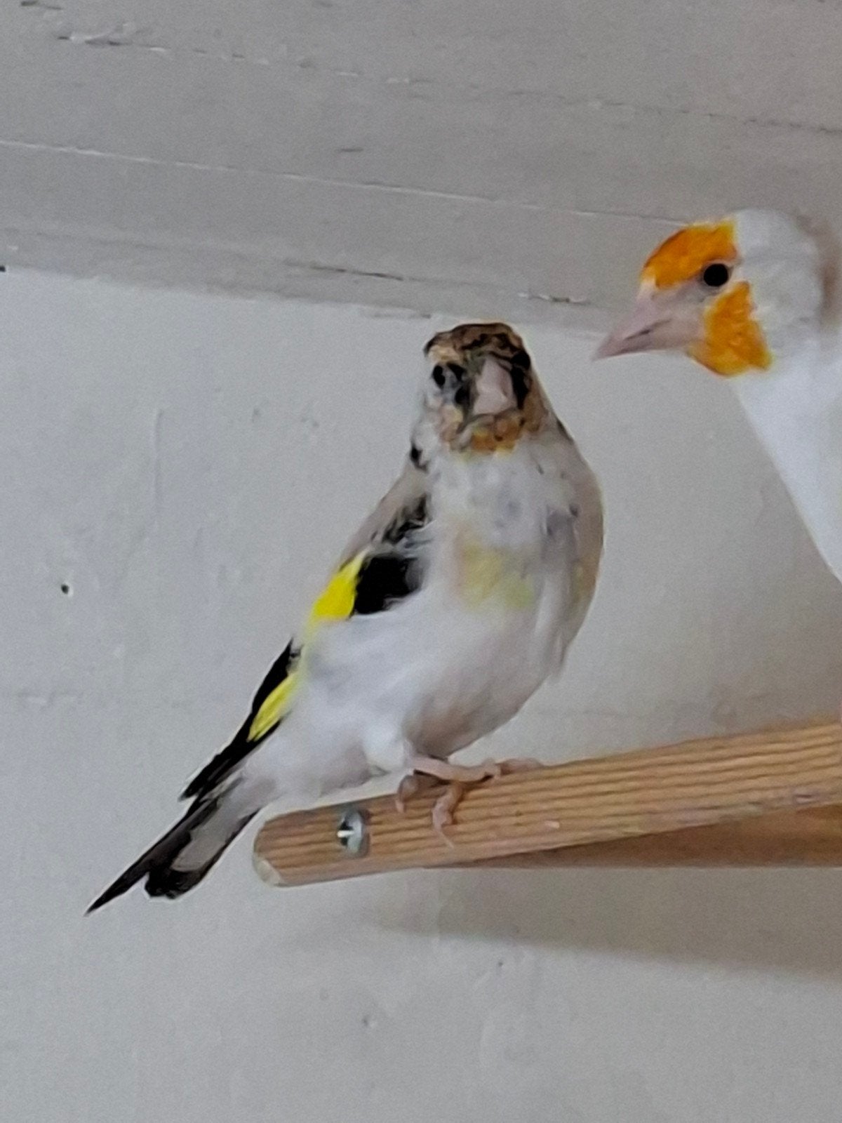 Agaat putter pop, Dieren en Toebehoren, Vrouwelijk, Wildzangvogel, Geringd