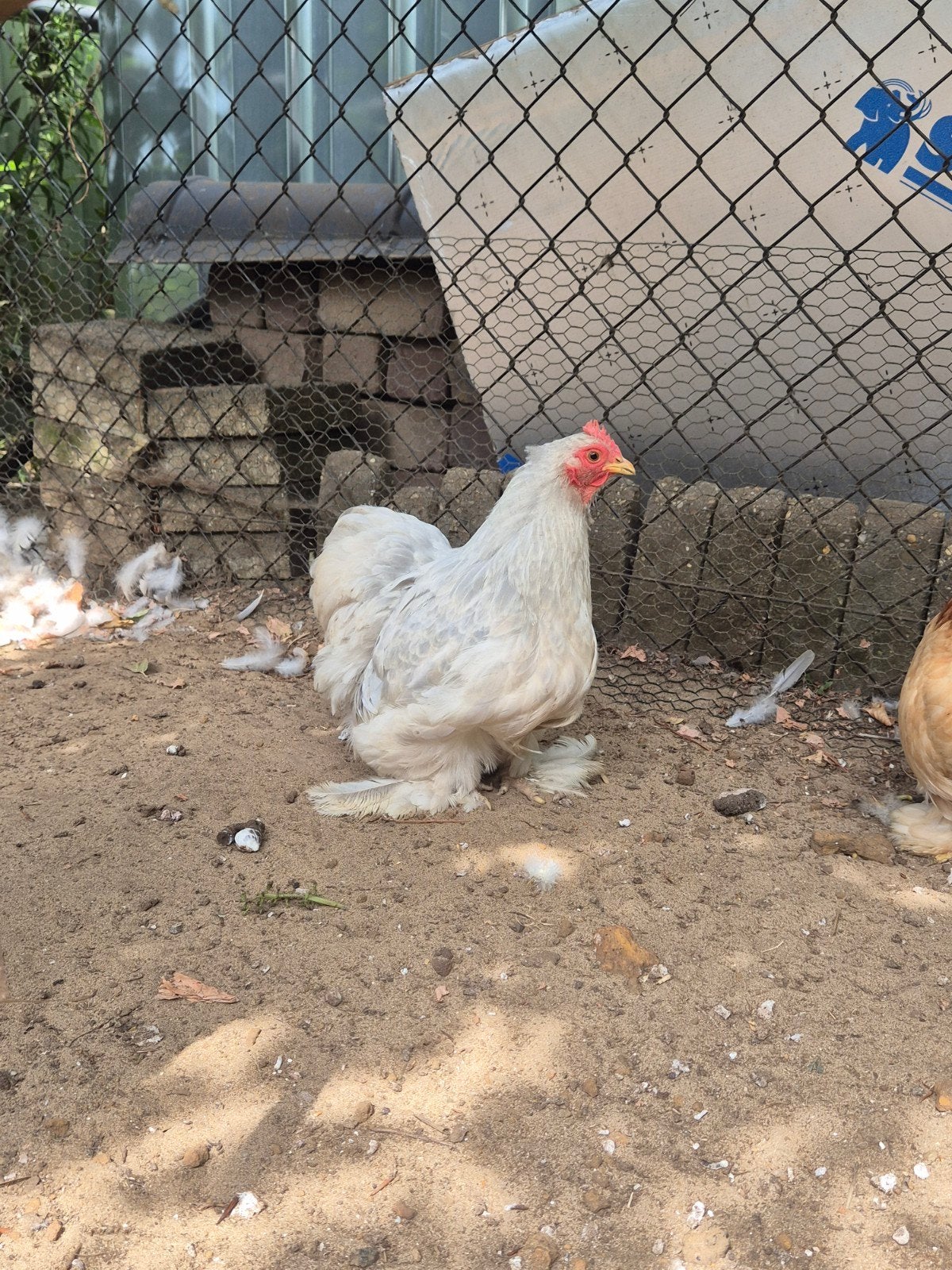 cochin kriel kuiken, Dieren en Toebehoren, Vrouwelijk, Kip