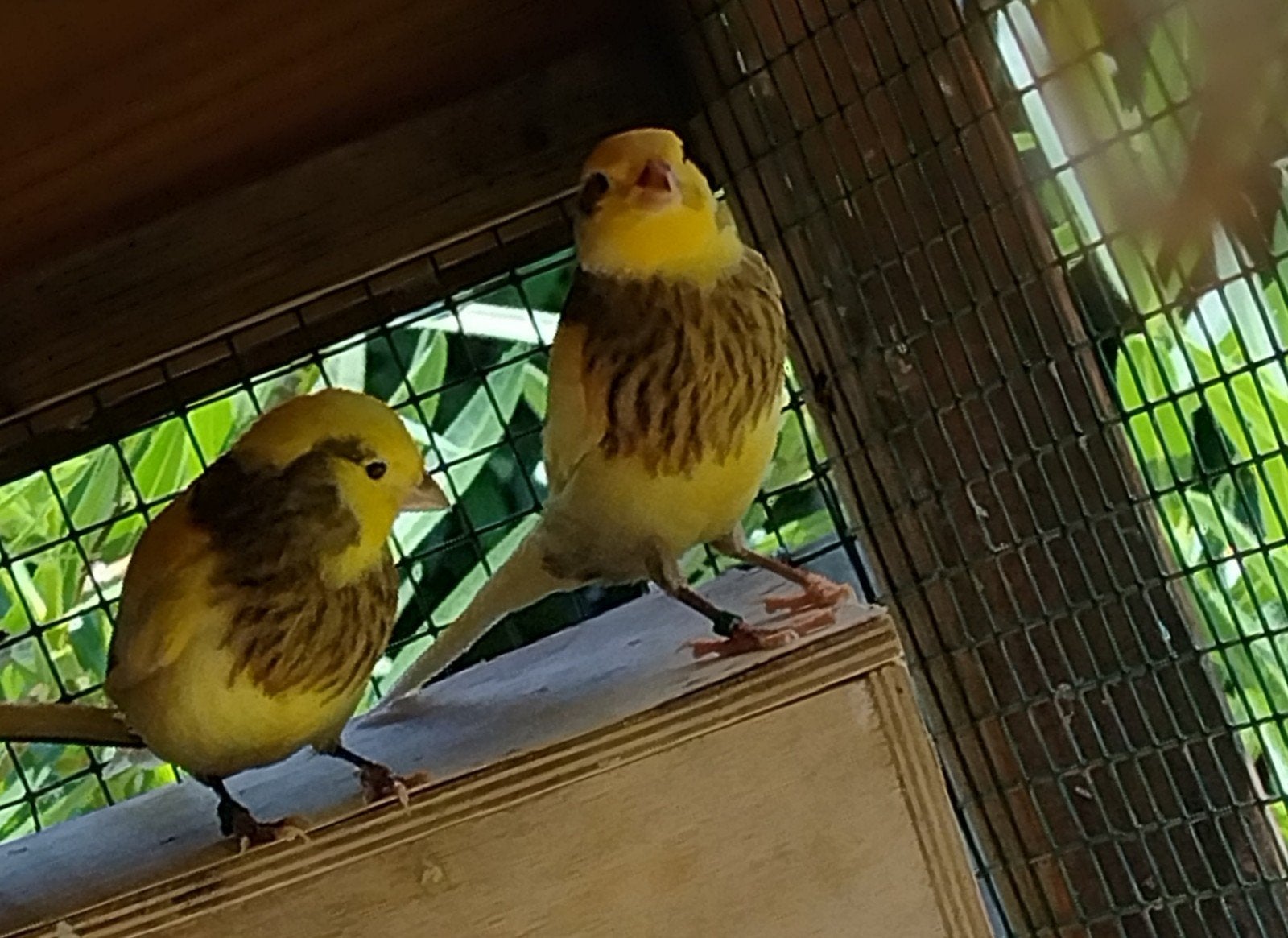 Jonge kanarie's geslacht onbekend.10 euro pet stuk., Dieren en Toebehoren, Geslacht onbekend, Zangkanarie