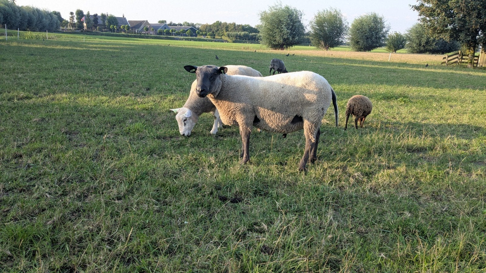 Blue de Maine dekram | feb 2025, Dieren en Toebehoren, Mannelijk, Schaap, 0 tot 2 jaar